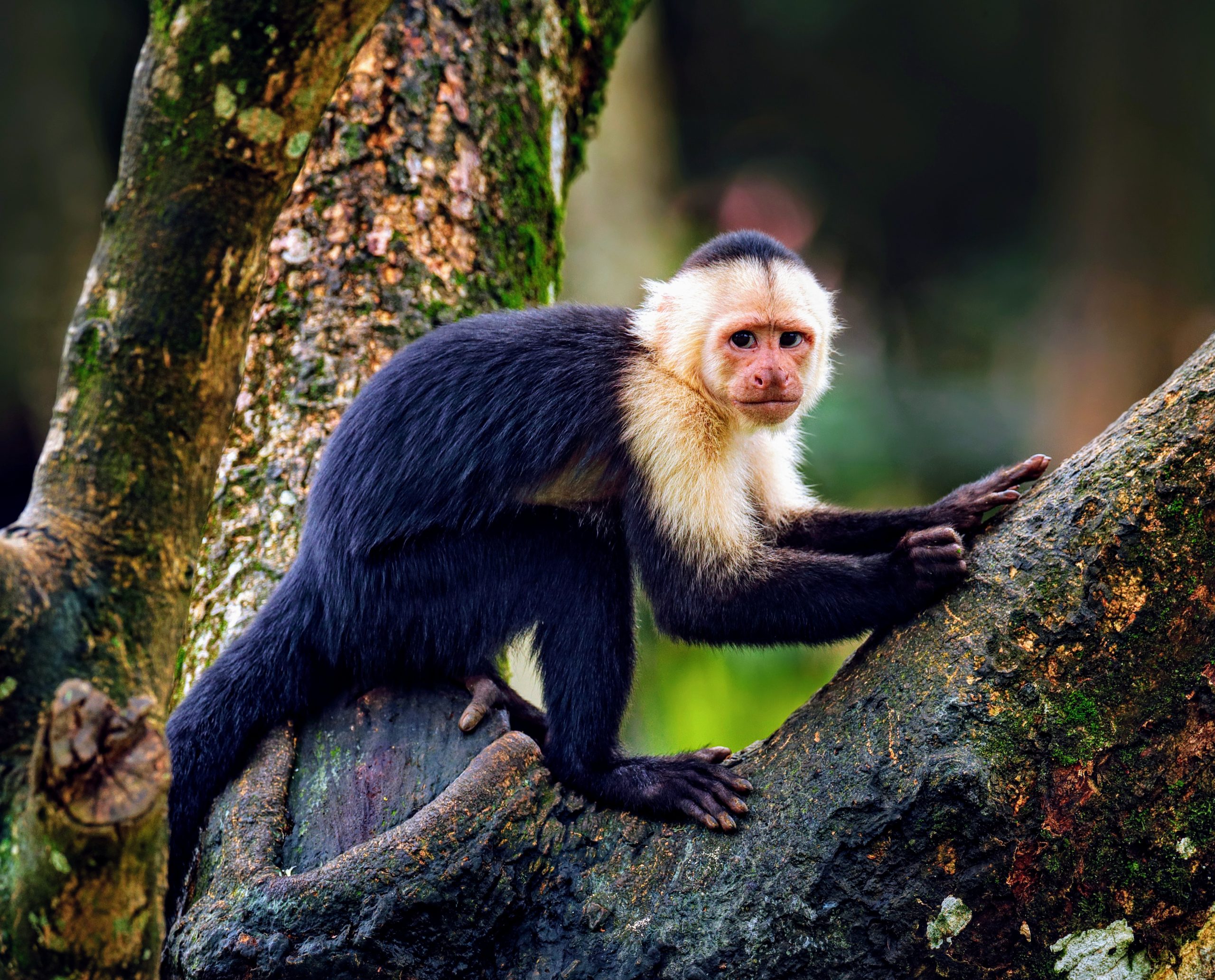 Capuchin monkey